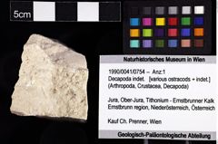 Foto (Objket + Etiketten) von Decapoda indet. 